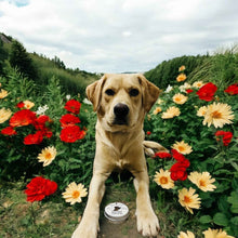 Load image into Gallery viewer, Feisty Paws Natural Tallow Lickable Paw Balm