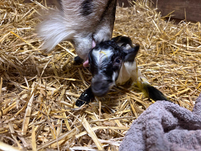 “Baby” Season has arrived!